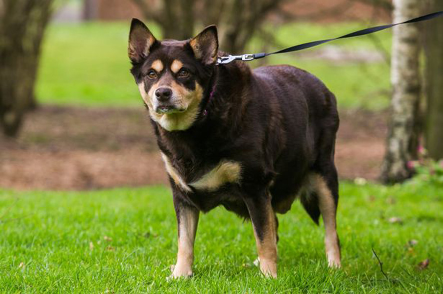 Il cane Hattie al guinzaglio