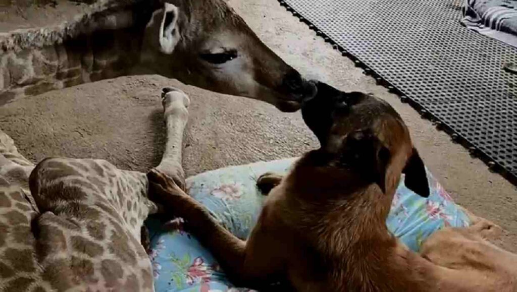 Il cane Hunter e la giraffa Jazz