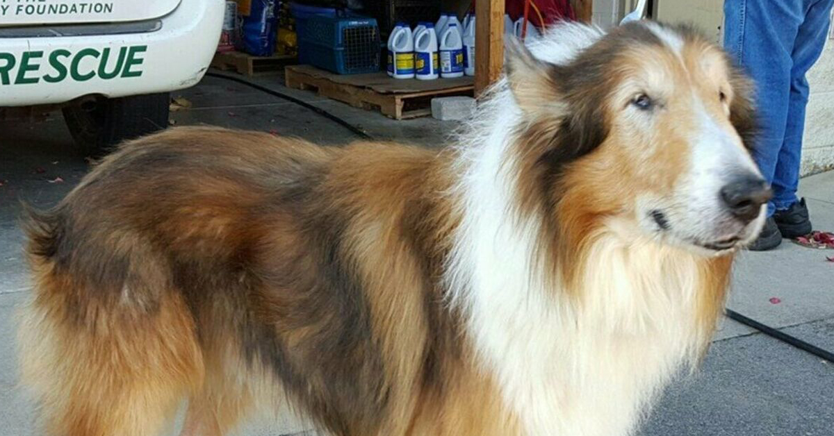 Jake, il cane sordo e cieco abbandonato a 16 anni