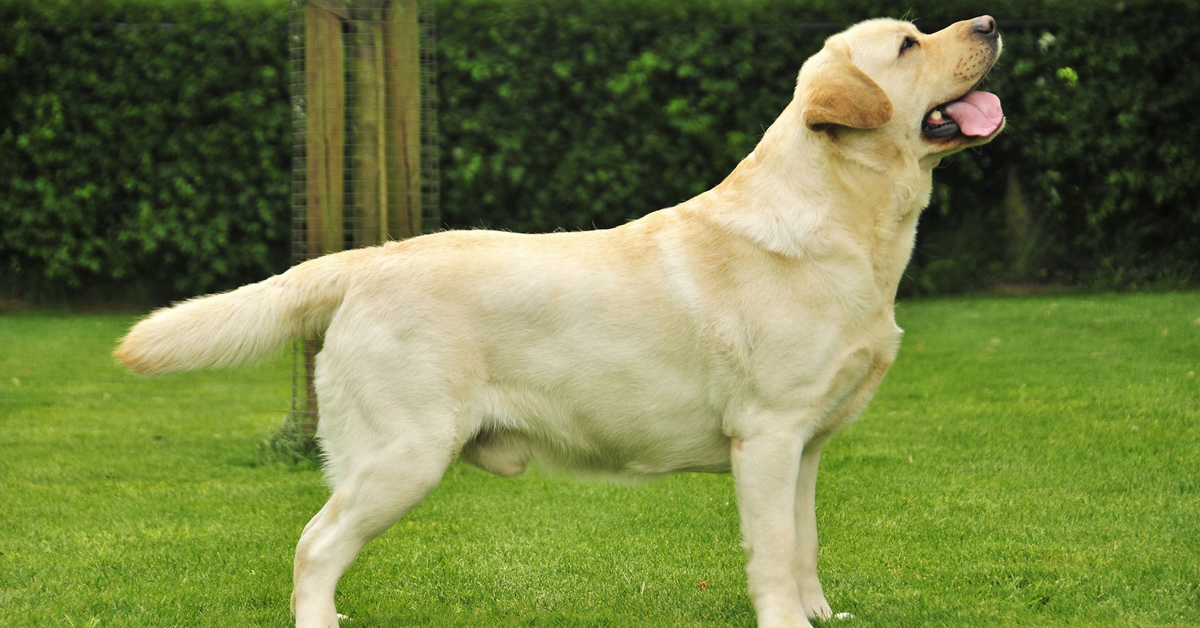 Marley, il cane eroe che ha salvato un cagnolino che stava affogando