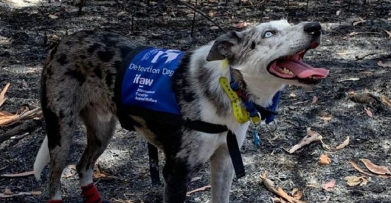 Il cane che salva i Koala