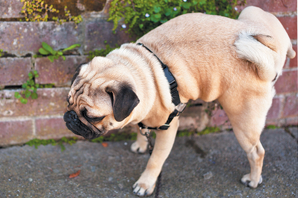 il cane e la pipì