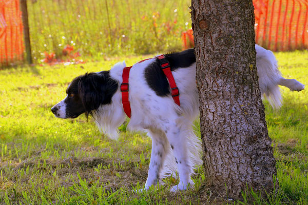 Il cane non riesce a fare pipì