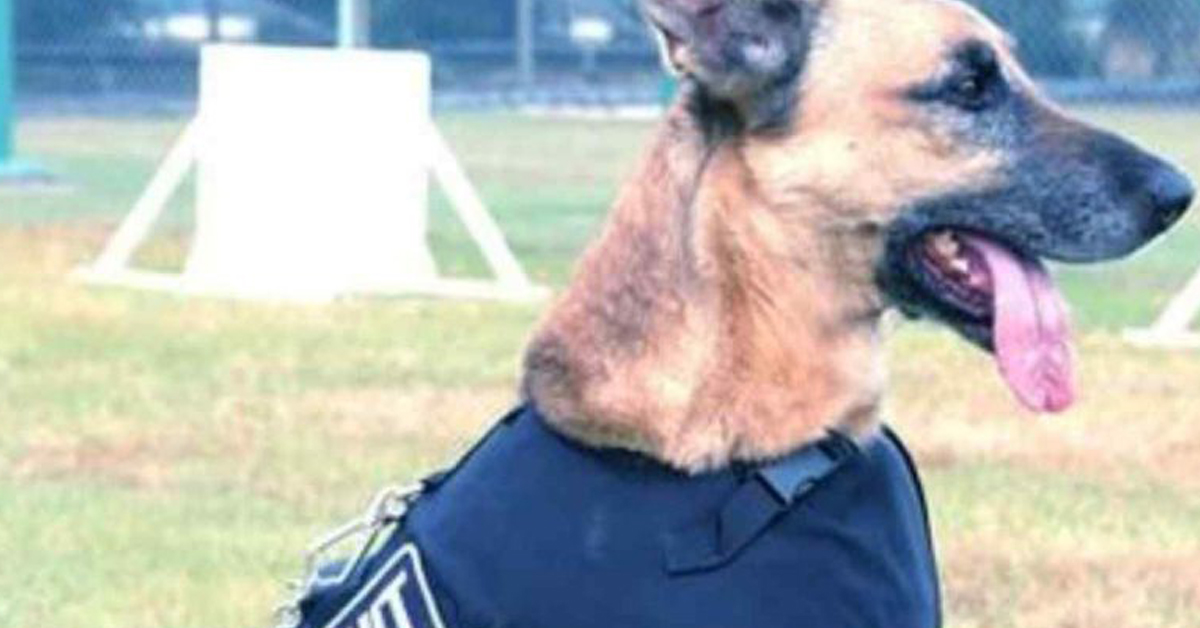 Bologna: i cani poliziotto vivono al freddo, al via la raccolta fondi