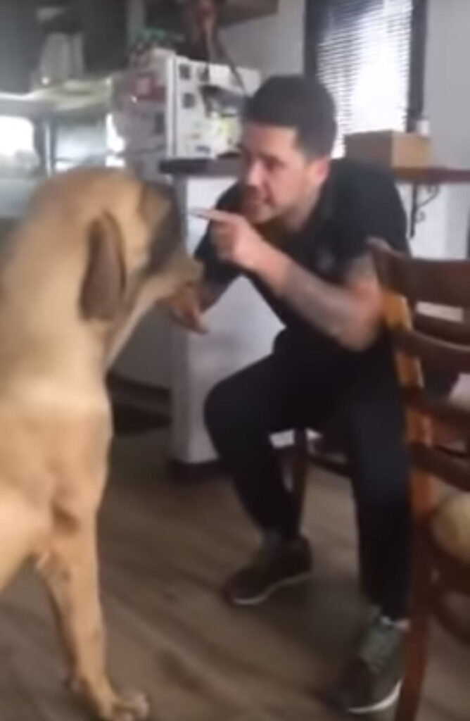 Il video del cane Xango