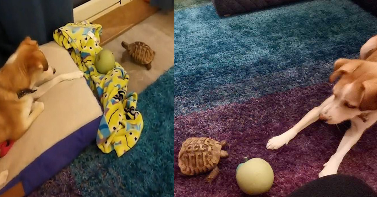 Il video del cane e della tartaruga che giocano insieme
