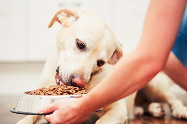 Insegnare al cane a prendere il cibo delicatamente