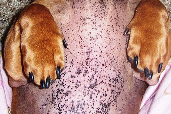 iperpigmentazione cane