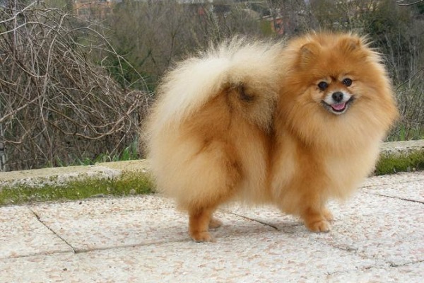 cane spitz