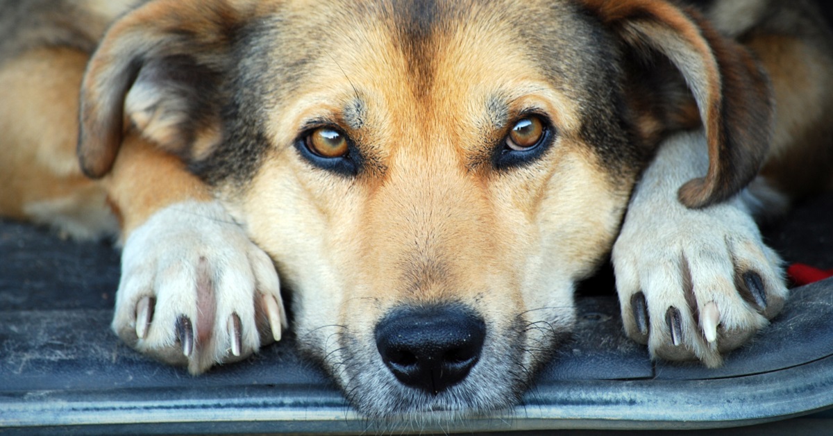 Ipopituitarismo nel cane: cos’è e cosa bisogna fare