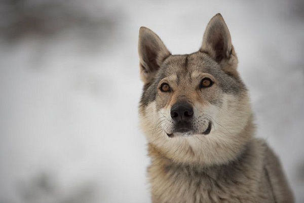 cane tra la neve