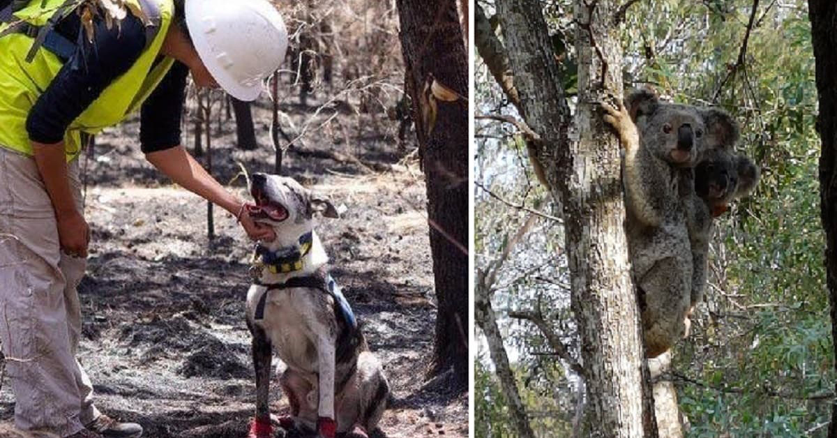 Bear, il cane che sfida il fuoco per salvare i koala