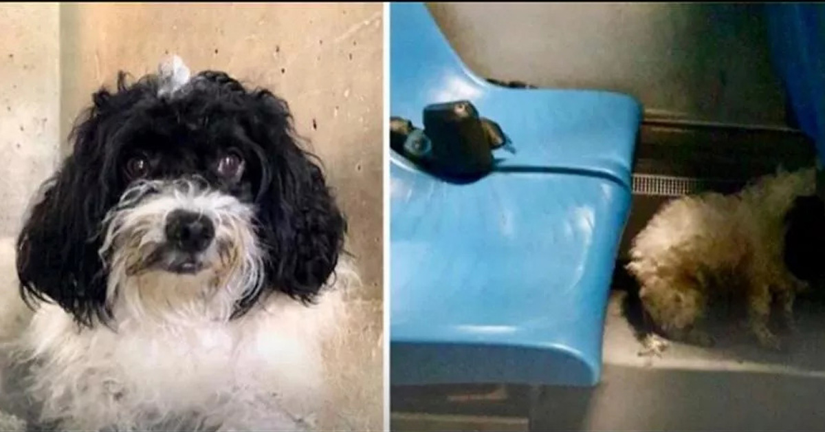 Roma: cane Filippo abbandonato in un autobus