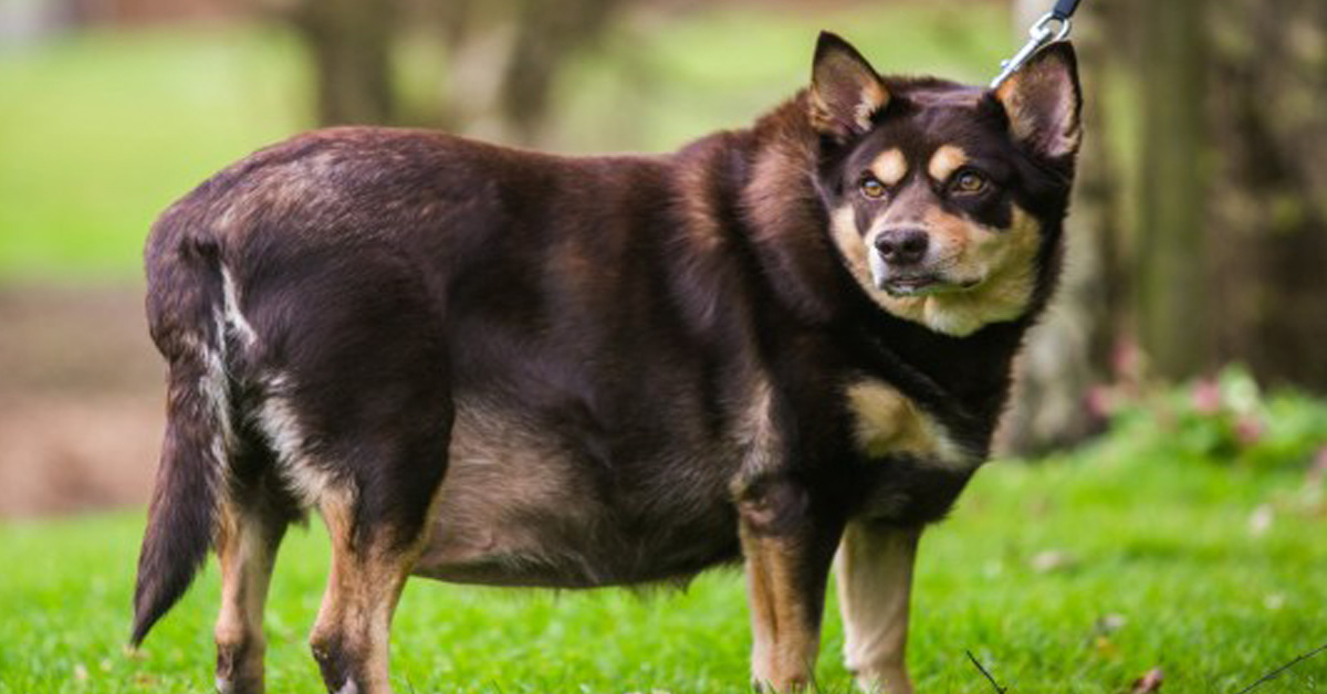 Hattie, il cane più grasso della Gran Bretagna ha una nuova vita felice