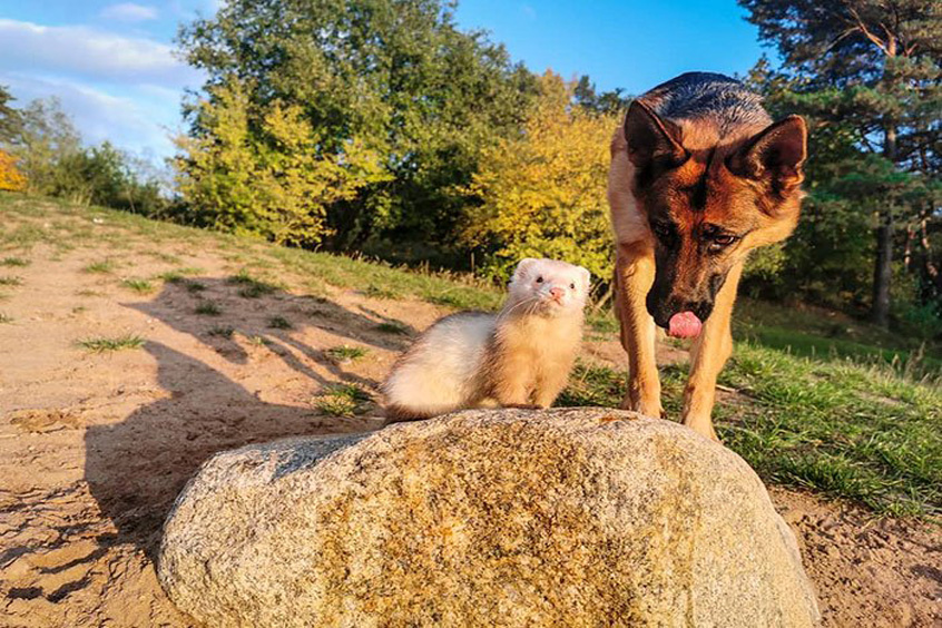 La storia del cane Nova e del furetto