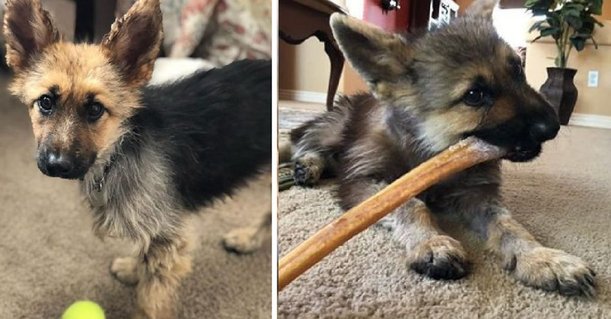 Ranger, il cane affetto da nanismo che sarà per sempre un cucciolo