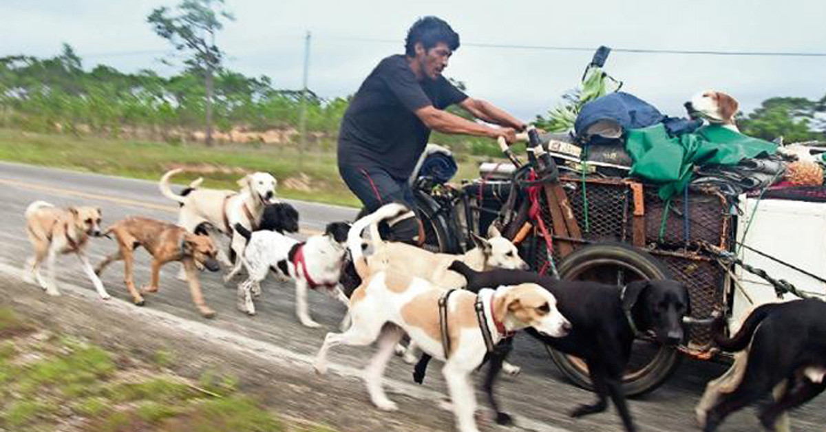 Edgardo Perros, l’uomo che con il suo carretto salva i cani randagi