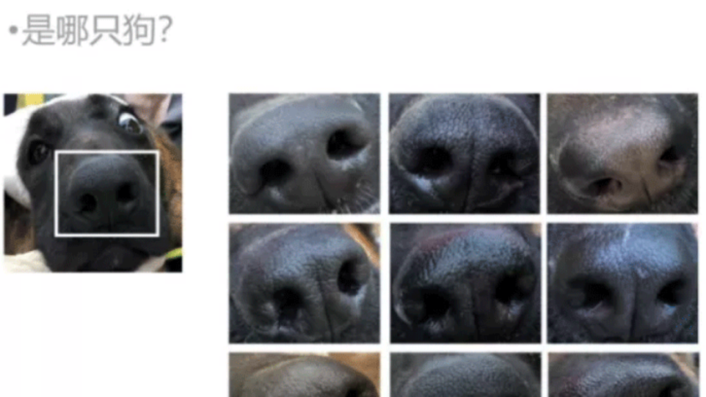 Riconoscimento naso cani