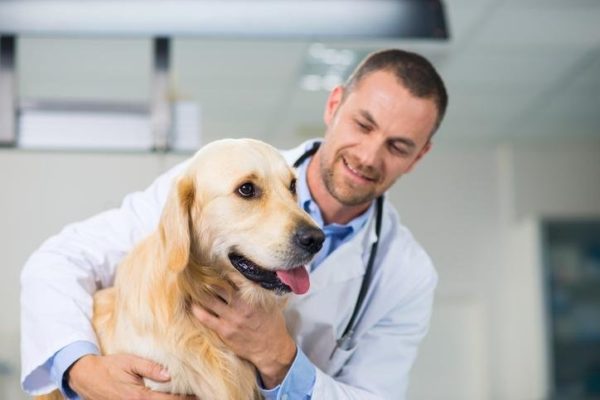 cane dal veterinario