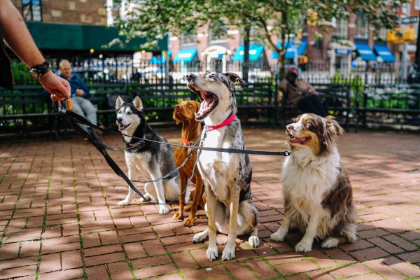 Modi per insegnare al cane 