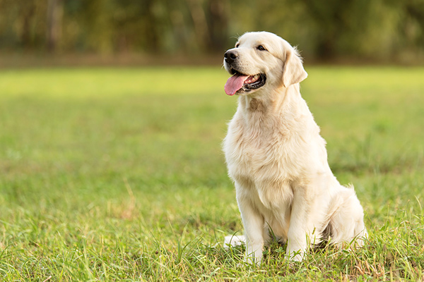 Modi per insegnare al cane a stare seduto