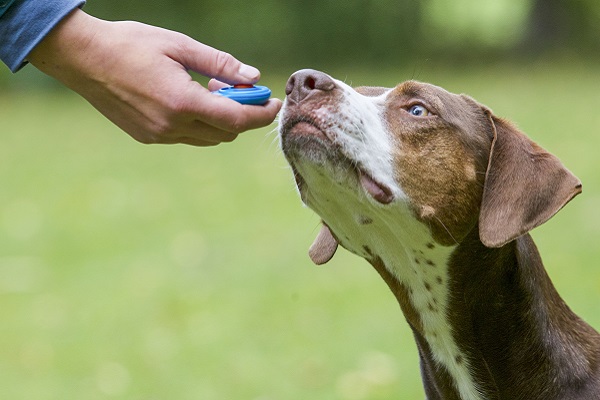 cane con il clicker