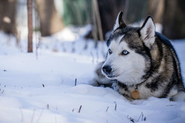 husky siberiano