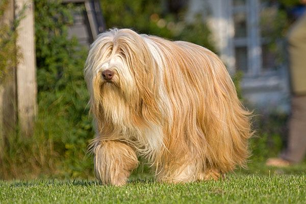 bearded collie