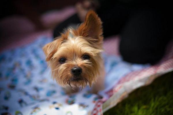 yorkshire terrier