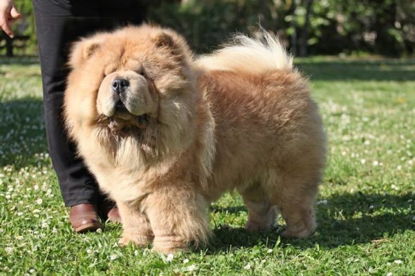 chow chow