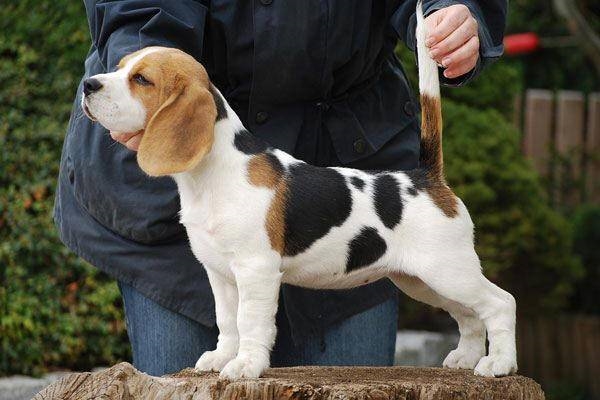 beagle nano