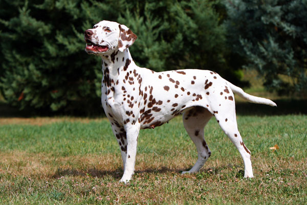 Dalmata