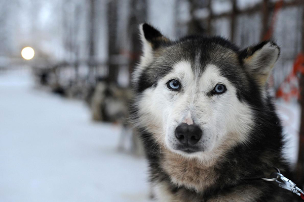 Razze di cani che non passano 