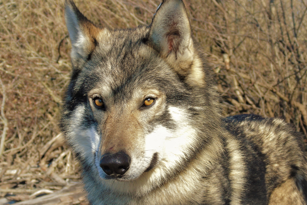 cane lupo cecosclovacco