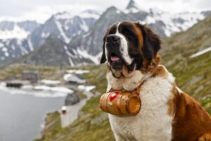 Razze di cani che ti fanno avere un appuntamento