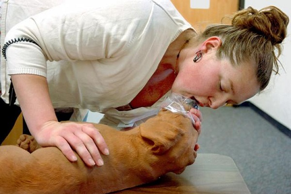 respirazione artificiale cane