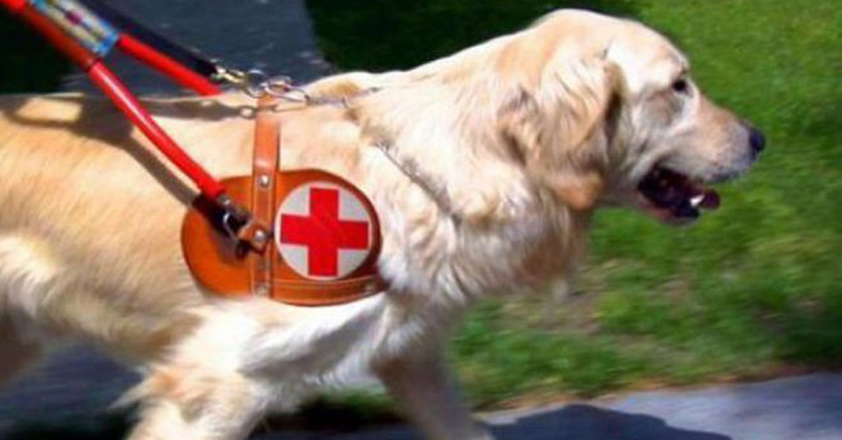 Sardara: il cane guida non può entrare al ristorante
