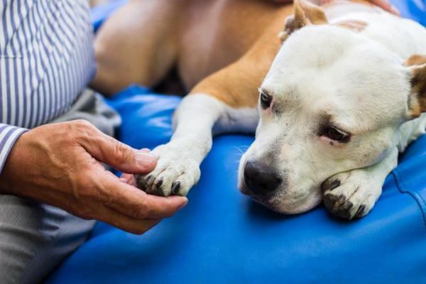 Scarsa motilità intestinale nel cane