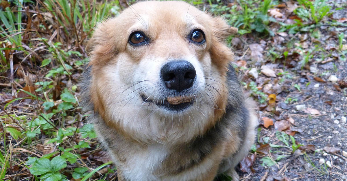 Cani e frutti di mare: quali evitare, quali includere nella dieta