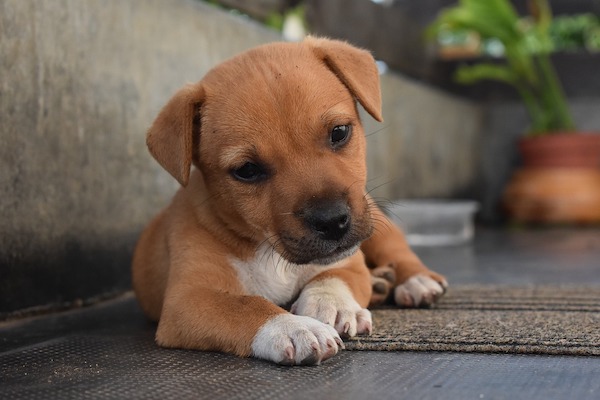 Si può portare un cucciolo al parco