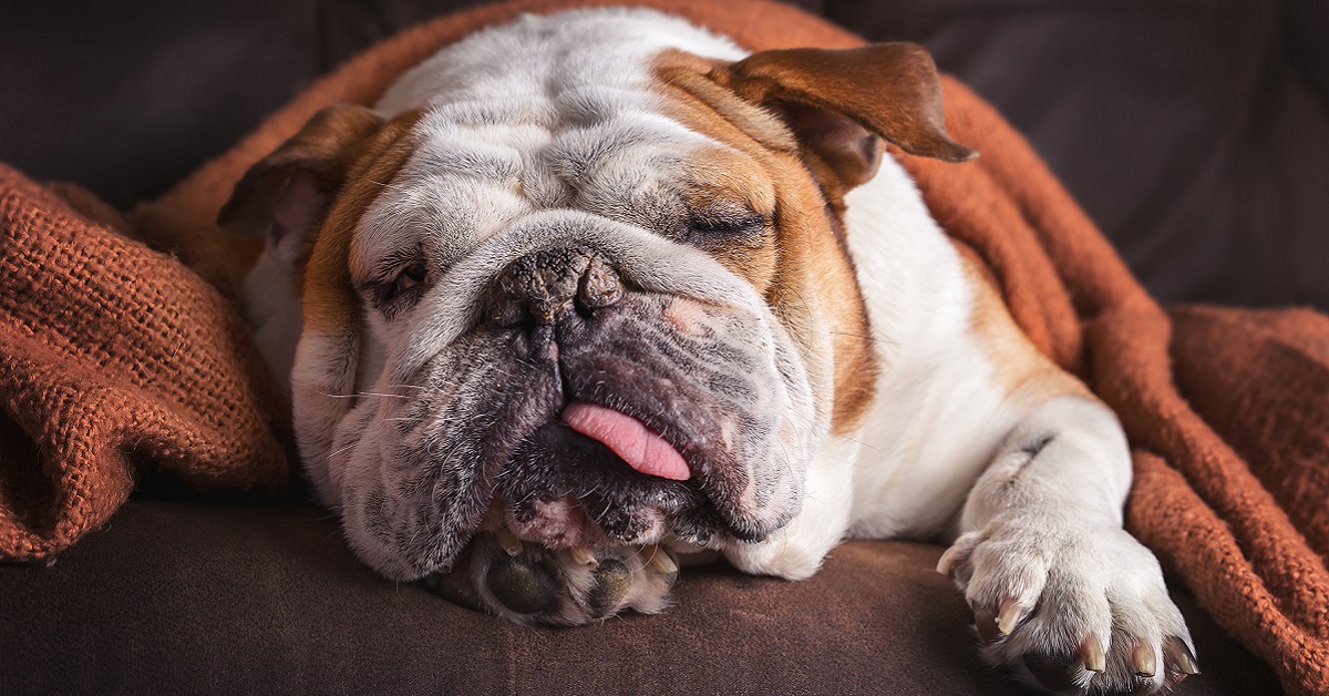 Come trattare un cane con la rogna in maniere sicura