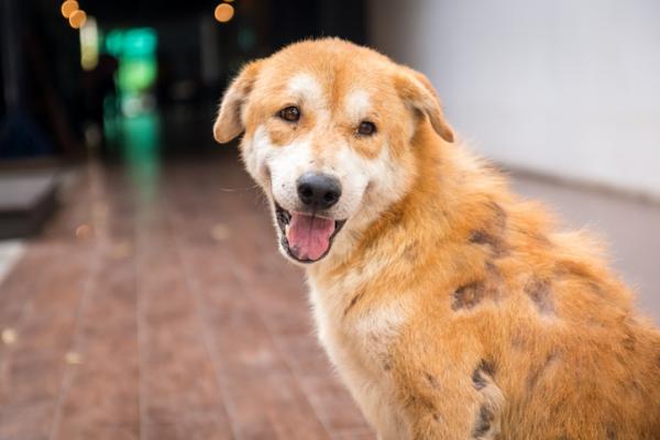 cane con alopecia