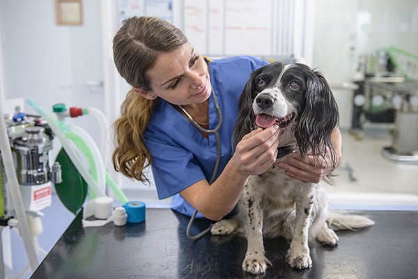 veterinaria visita cane