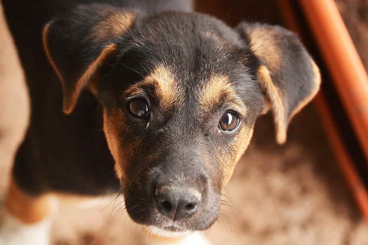 Sviluppare una buona relazione con il cane: trucchi e cosa sapere