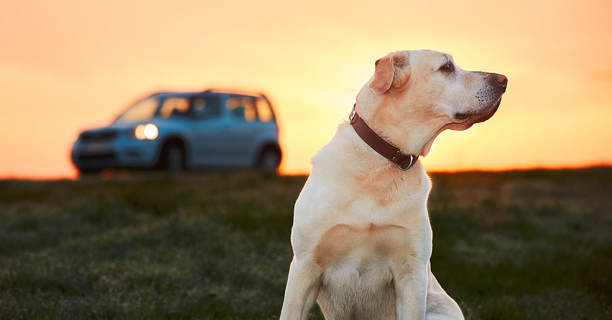 Modi per insegnare al cane a stare seduto: ecco quali sono