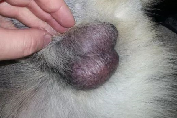 testicoli gonfi nel cane