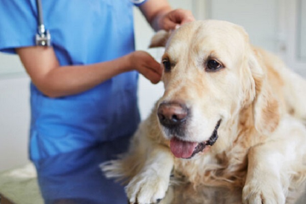 visita ai testicoli del cane