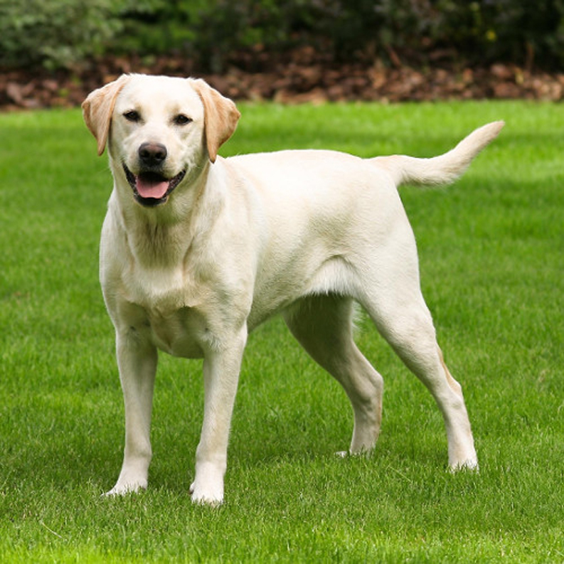 Un cane che osserva