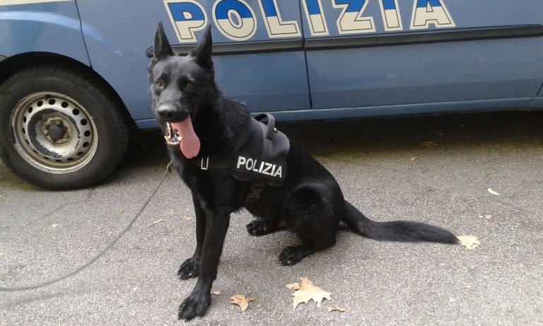 Un cane poliziotto seduto