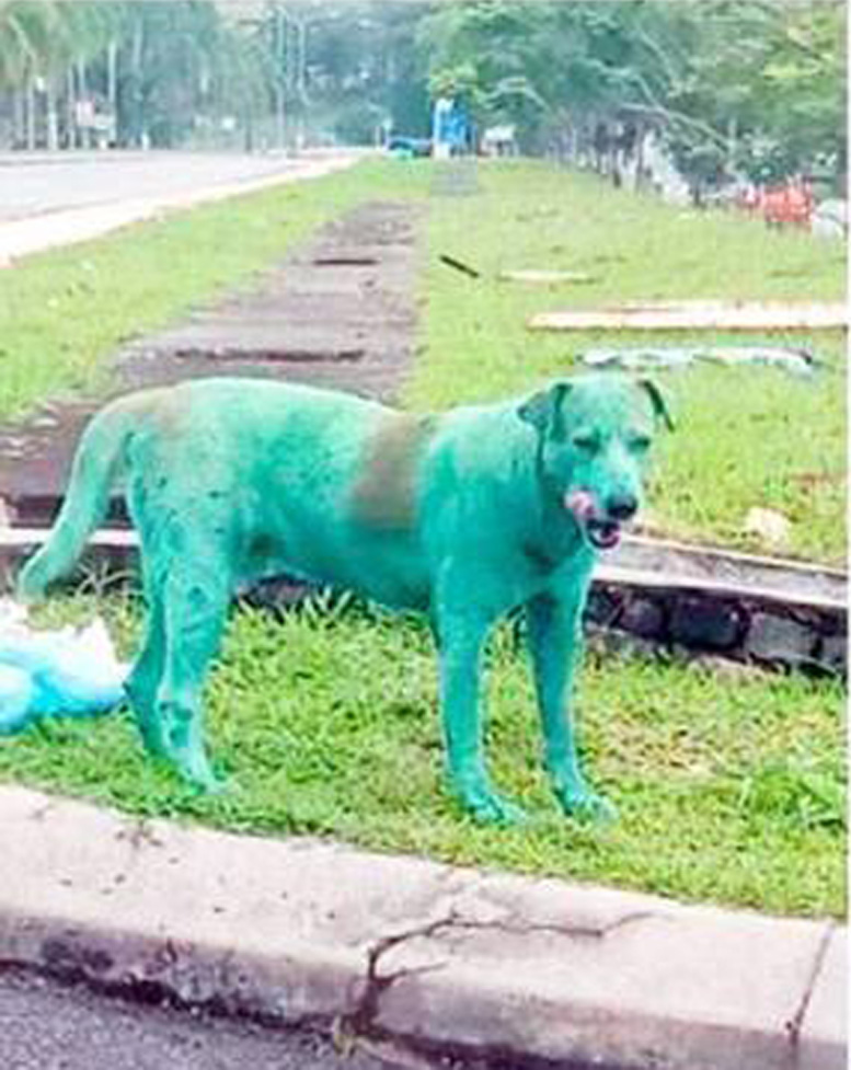 Un cane ricoperto di vernice verde